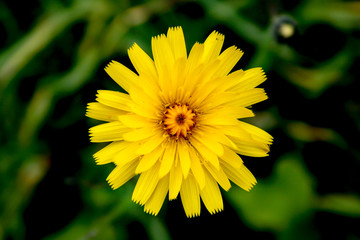 Cornwall / UK - 06 01 2011: Yellow wild flower