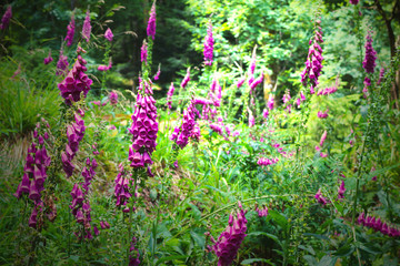 Foxglove flowers (Digitalis purpurea) among lush greenery of a forest glade