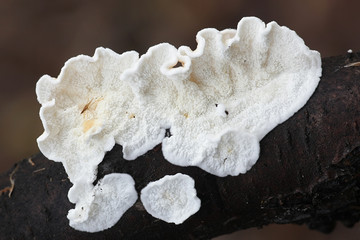Obraz premium Plicatura nivea, a white soft fungus from Finland