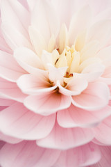 rosa Blüte © Susanne