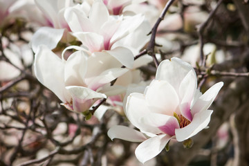 White magnolia flower. Flowers on a tree close-up.