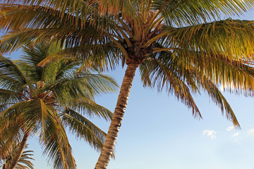 Palm Trees  in Hawaii 