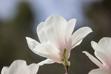 White magnolia flower. Flowers on a tree close-up.
