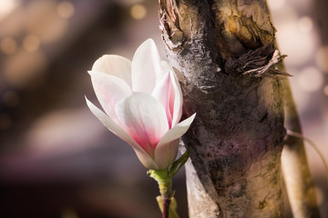 White magnolia flower. Flowers on a tree close-up.