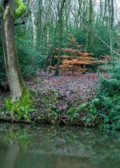 On a drab, rainy day the splash of green and orange on the trees in Hirst Wood provide a welcome lifting of the spirit