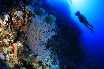 Naklejka na ściany i meble Beautiful Coral reef and scuba diver