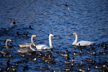 オオハクチョウの家族たちやカモで賑わう池、日本、千葉県、2019年12月