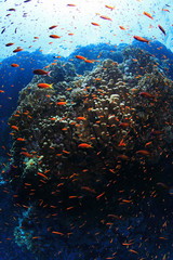 Beautiful coral reef and fish