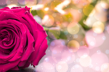 Fototapeta na wymiar Pink rose closeup background. Camellia flower in the garden.
