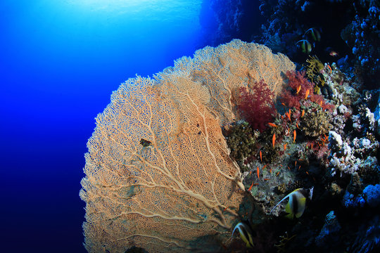 Gorgonian sea fan coral