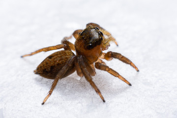 Close up jumping spiders on the wall.