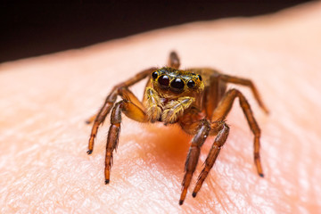 Close up jumping spiders on the hand.