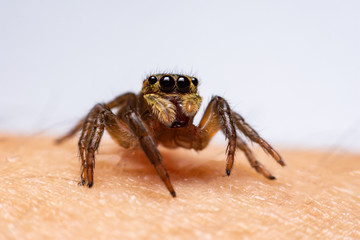 Close up jumping spiders on the hand.
