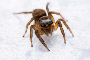 Close up jumping spiders on the wall.