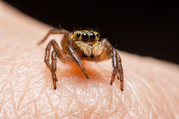 Close up jumping spiders on the hand.