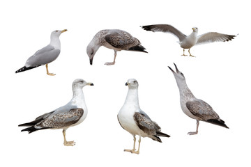 European Herring Gulls, (Larus argentatus) isolated on the white background