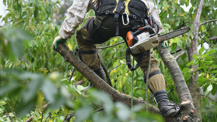 Climber on a tree. Climber on a white background. Arborist man cuts branches with a chainsaw and...