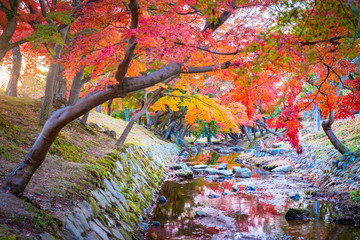 Japan. Nara Park in autumn. Japanese maples in autumn. Japanese maples over the river. Landscape of Nara Park. The Nature Of Japan. Autumn landscape. Sunny day in Nara. Flora Of East Asia.