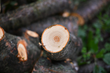 Fototapeta premium Stump of a felled tree. Close-up. Fresh log house. eco forest.