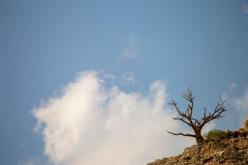 Obraz na płótnie Canvas Alone tree on the rock