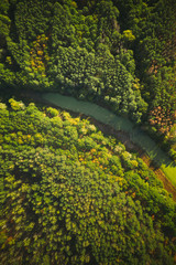 Aerial View Green Forest Woods And River Marsh Bog In Summer Landscape. Top View Of Beautiful European Nature From High Attitude In Summer Season. Drone View. Bird's Eye View