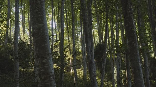 Bosque con grandes arboles