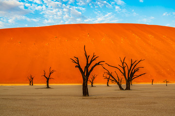 Dead Camelthorn Trees against red dunes and blue sky in Deadvlei, Sossusvlei. Namib-Naukluft...