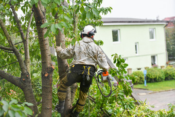 A worker with a helmet works at a height in the trees. Climber on a white background. Arborist man cuts branches with a chainsaw and throws it to the ground. Lumberjack works with a chainsaw.