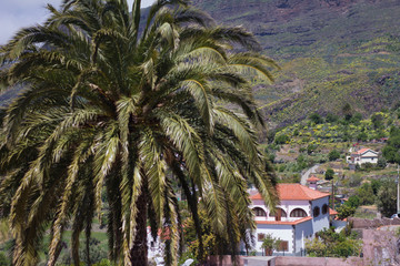 Big mountain and palm tree cover little white houses town