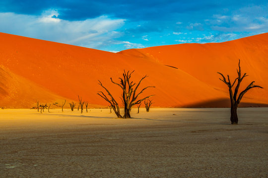Dead Camelthorn Trees against red dunes and blue sky in Deadvlei, Sossusvlei. Namib-Naukluft National Park, Namibia, Africa © vaclav