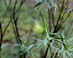 The Enduring Milkweed