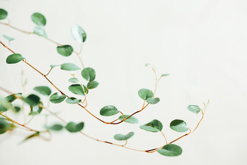 Defocused green branches on a light gray background. Beautiful floral background, minimal, copy space.