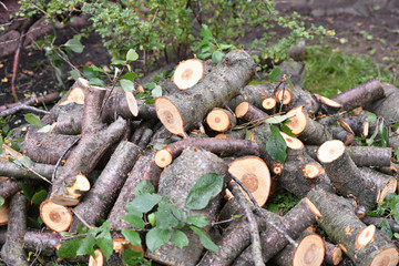 fresh logs. Close-up. Fresh firewood. eco forest. Fresh sawn logs and stump. Logging firewood. Fresh sawn logs and stump with rings of trees. Cut texture. Sticks, slivers and roots around