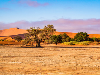 Naklejka premium Dead Camelthorn Trees against red dunes and blue sky in Deadvlei, Sossusvlei. Namib-Naukluft National Park, Namibia, Africa