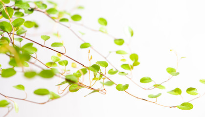 Defocused green branches on a light gray background. Beautiful floral background, minimal, copy space.