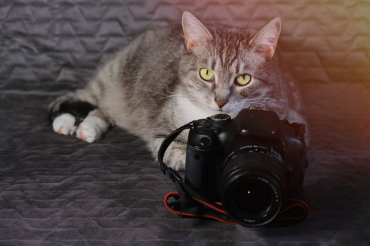 Cat lie for big photo camera