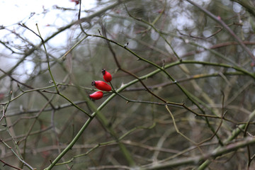 Rose Hips berries isolated amongst bare branches from the Dog Rose plant