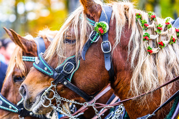 decorated horse