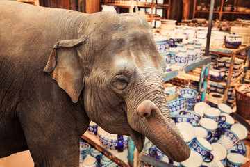 Elefant im Porzellanladen