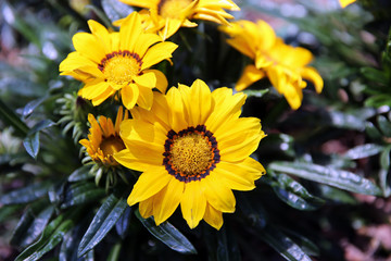 Close-up of a beautiful yellow gazania flower in a garden bed.
