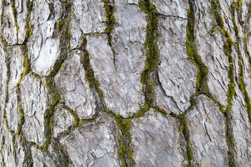 Wood skin pattern from a real tree