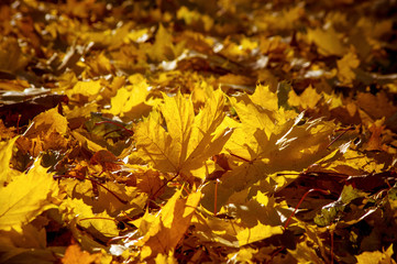 Maple leaf