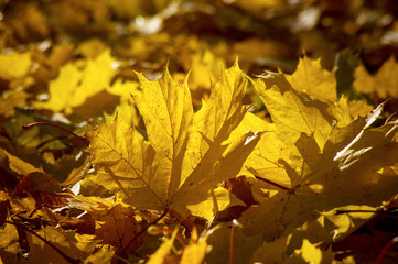 Obraz na płótnie Canvas Maple leaf