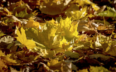 Maple leaf