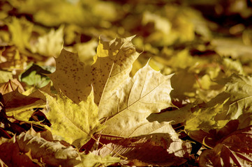 Maple leaf