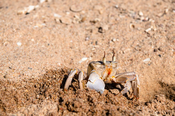 Crab on the beach of the Red Sea