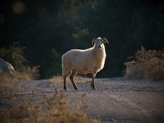 sheep