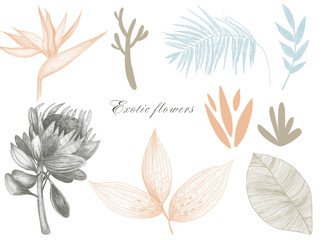 Abstract exotic leaves. Philodendron monstera, palm leaf contours, silhouette, squiggles, dots. Art illustration in pastel colors.