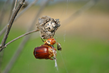 Spider in web with ladybug and cockchafer bug close up detail, soft blurry grass bokeh background