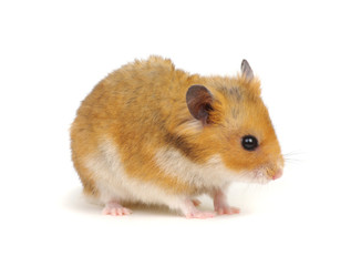 Cute funny syrian hamster on white